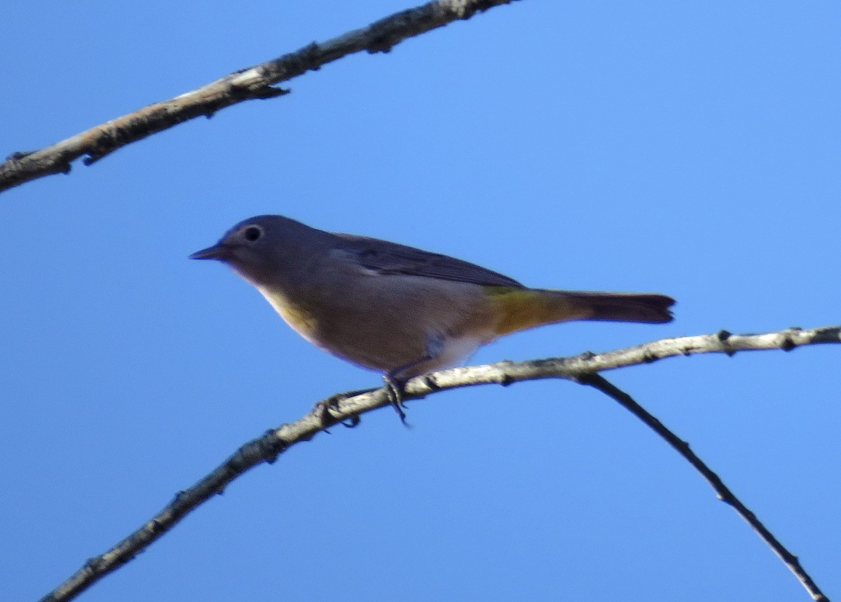 Virginia's Warbler - ML609344021