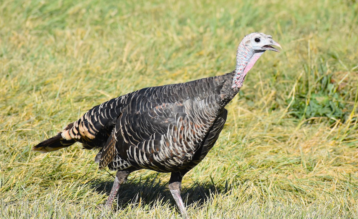 Wild Turkey - ML609344043