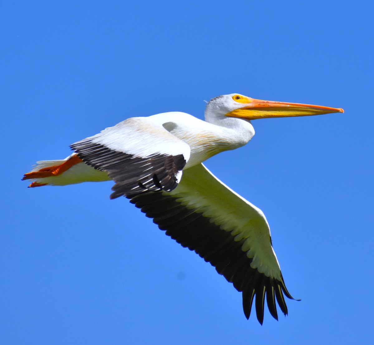 American White Pelican - ML609344054