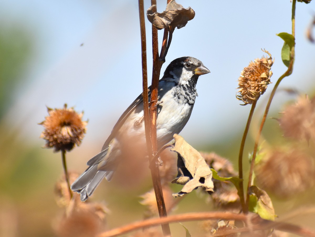 House Sparrow - ML609344061