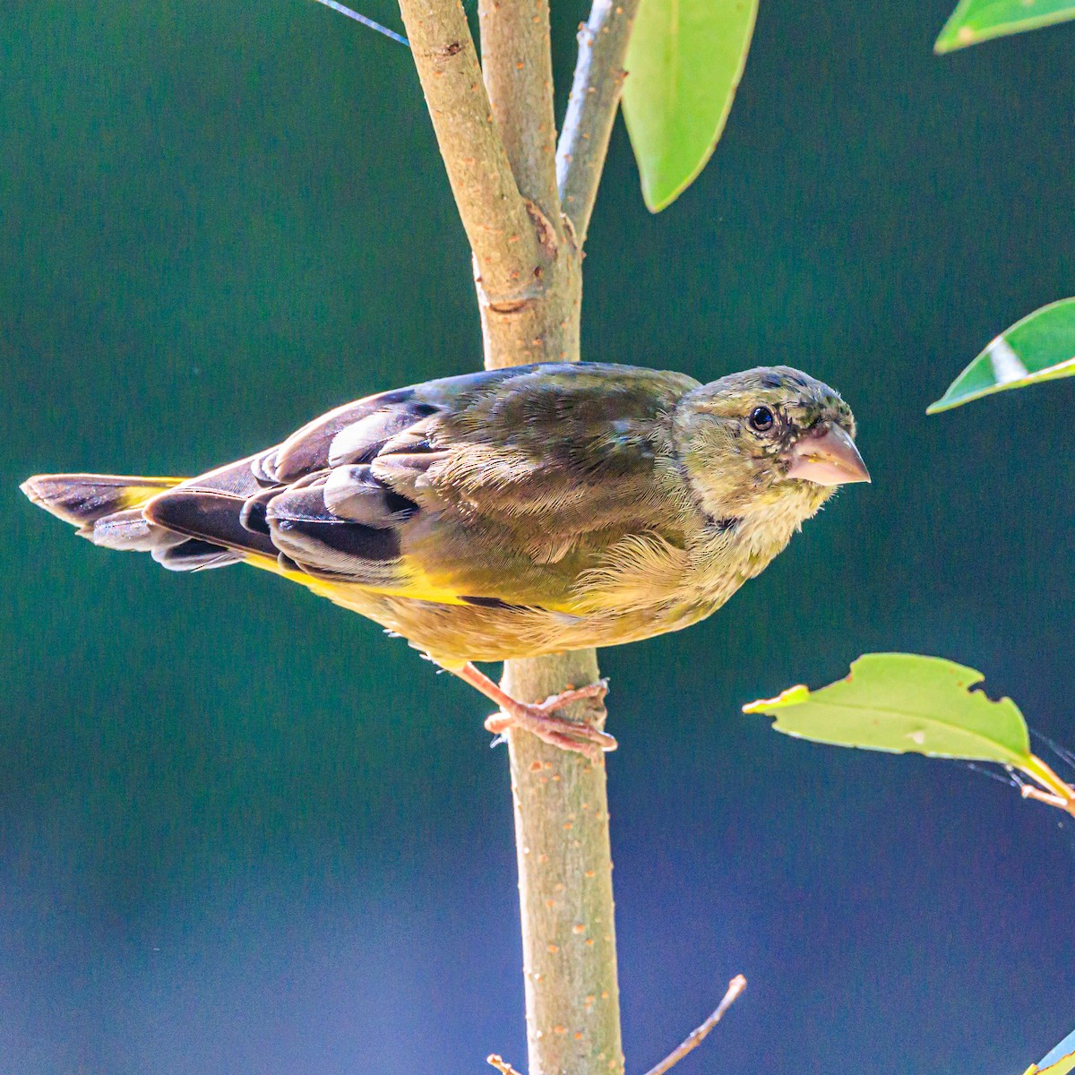 Oriental Greenfinch - Masaharu Inada