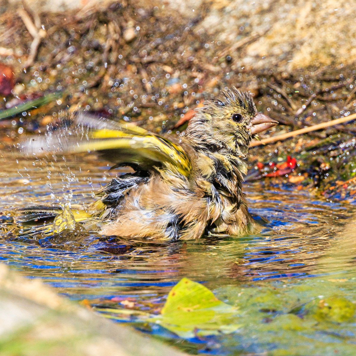 Oriental Greenfinch - ML609344102