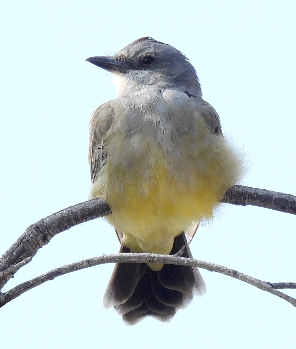 Cassin's Kingbird - Clare Van Loon