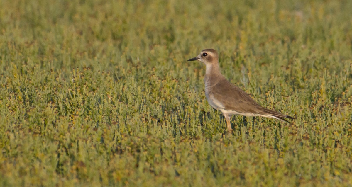 Oriental Plover - ML609344190