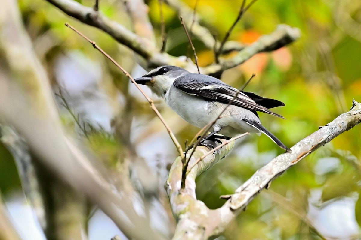 Ashy Minivet - ML609344269