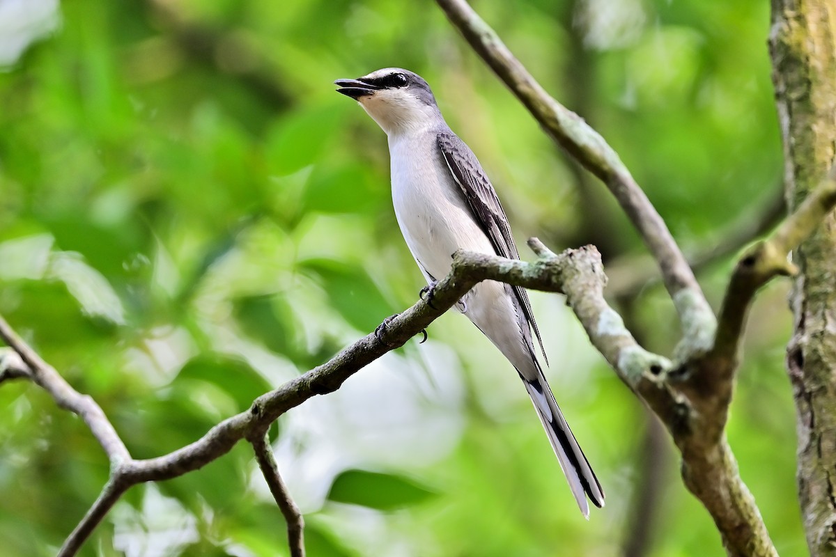 Ashy Minivet - Weber Tsai