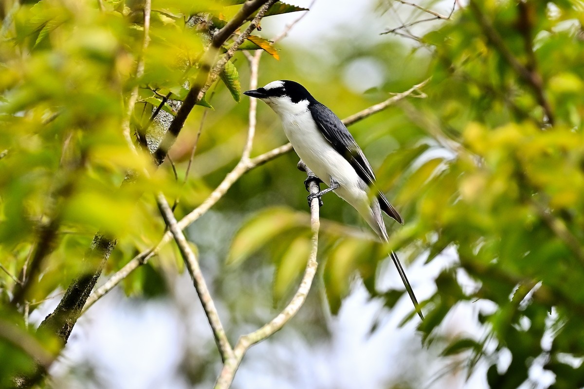 Ashy Minivet - Weber Tsai