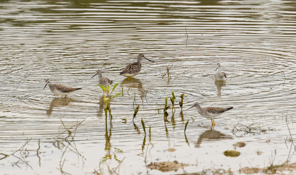 Lesser Yellowlegs - ML609344283