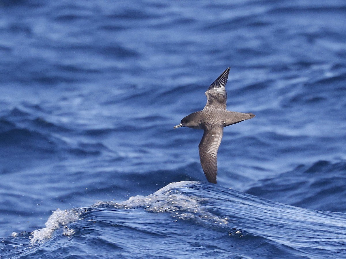 Short-tailed Shearwater - Nick Thompson
