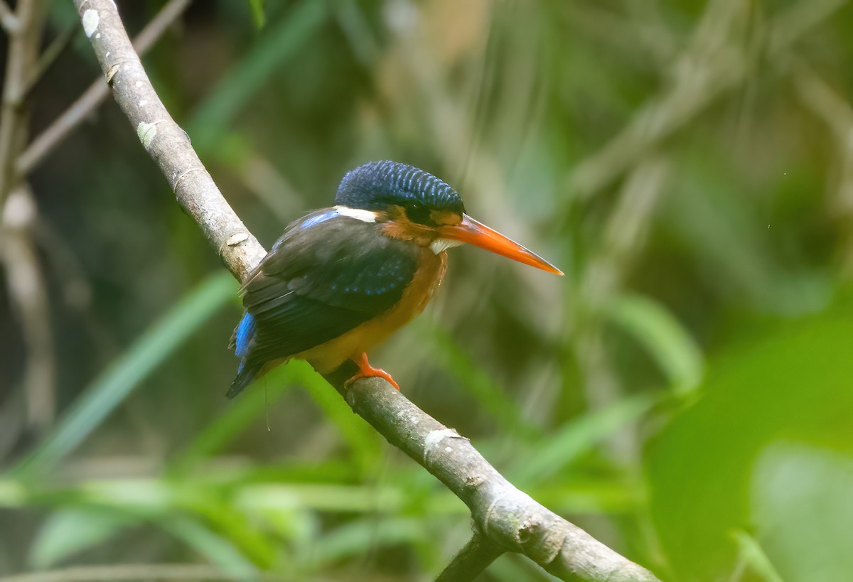 Malaysian Blue-banded Kingfisher - Wilbur Goh