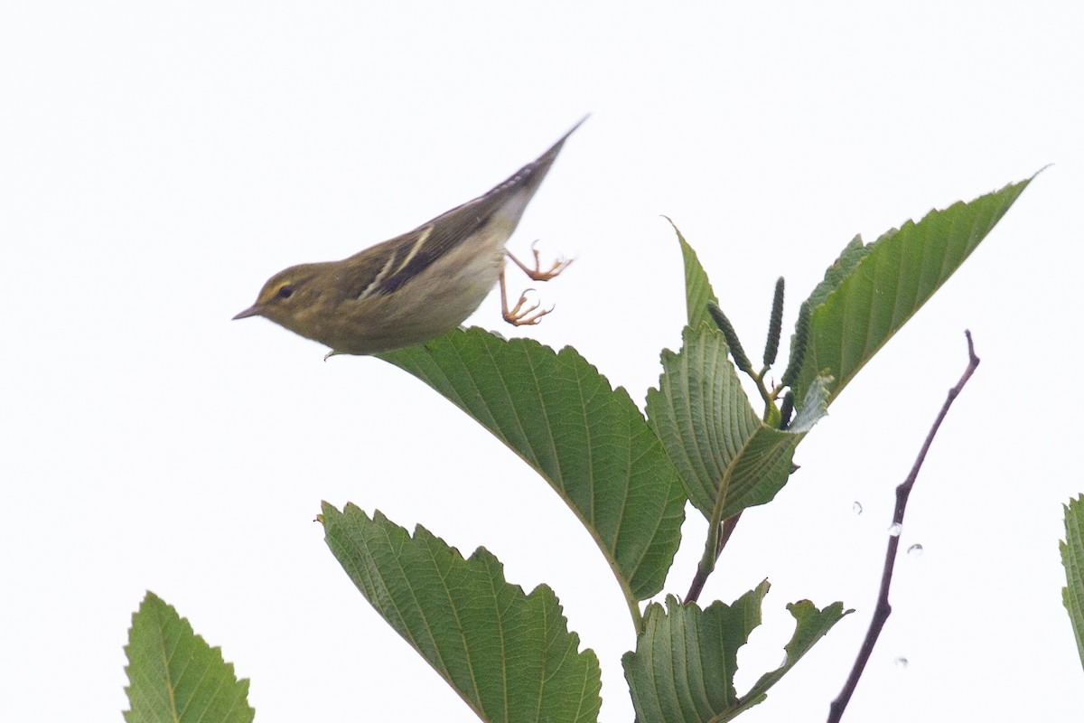 Blackpoll Warbler - Sasha Cahill