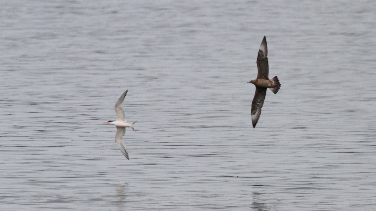 Parasitic Jaeger - ML609344512