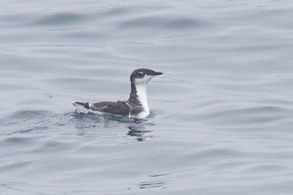 Scripps's Murrelet - ML609344538