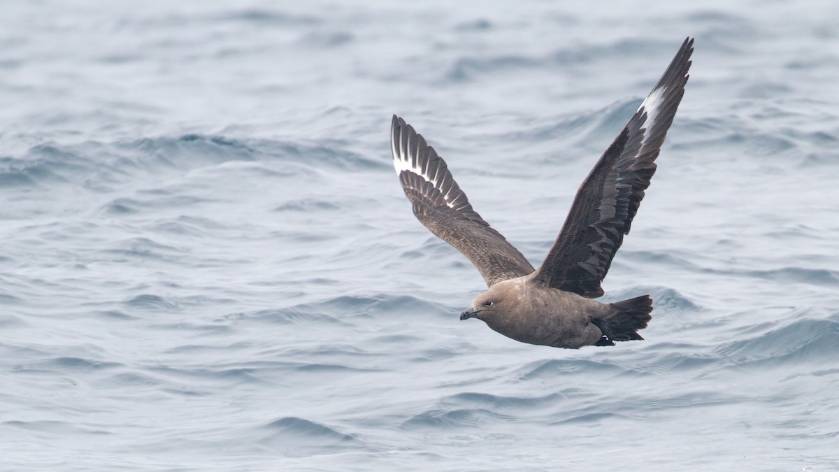 South Polar Skua - ML609344560