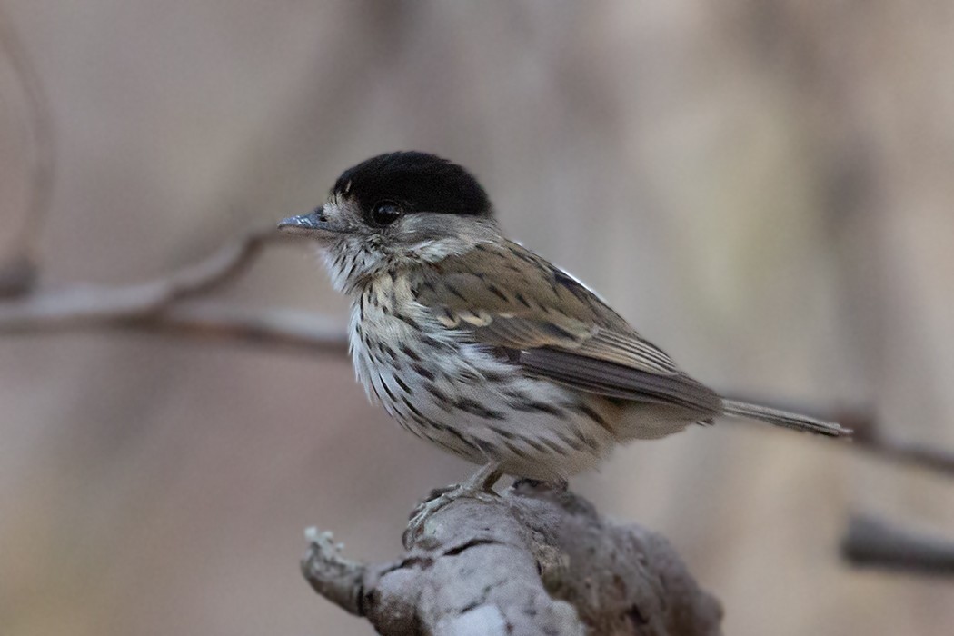 loboš africký - ML609344592