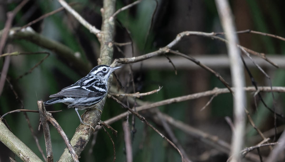 Black-and-white Warbler - ML609344638