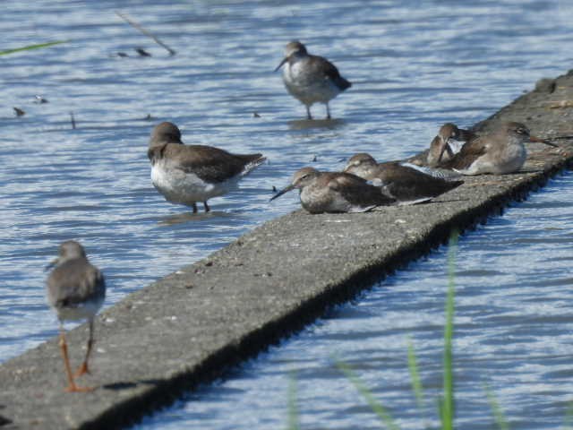 Common Redshank - ML609344665