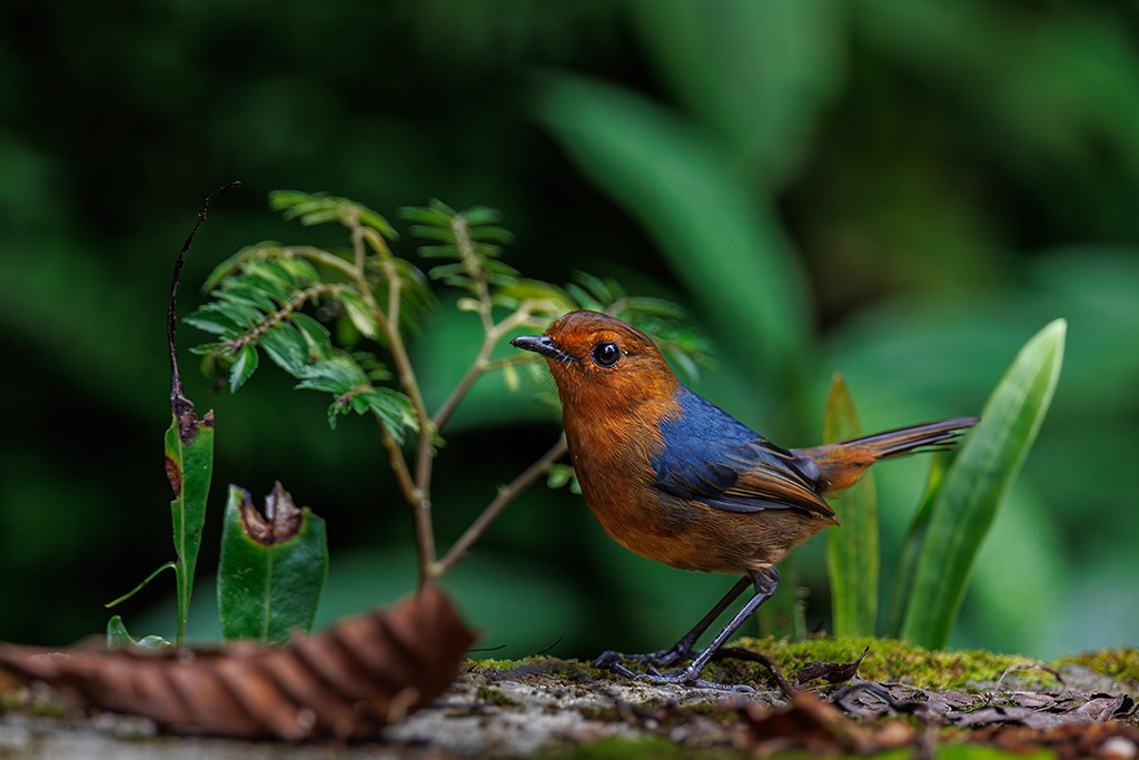 Bornean Shortwing - liewwk Nature