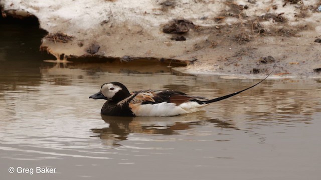 Long-tailed Duck - ML609344668