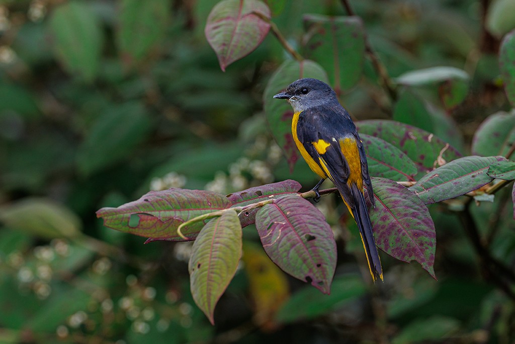 Gray-chinned Minivet - liewwk Nature