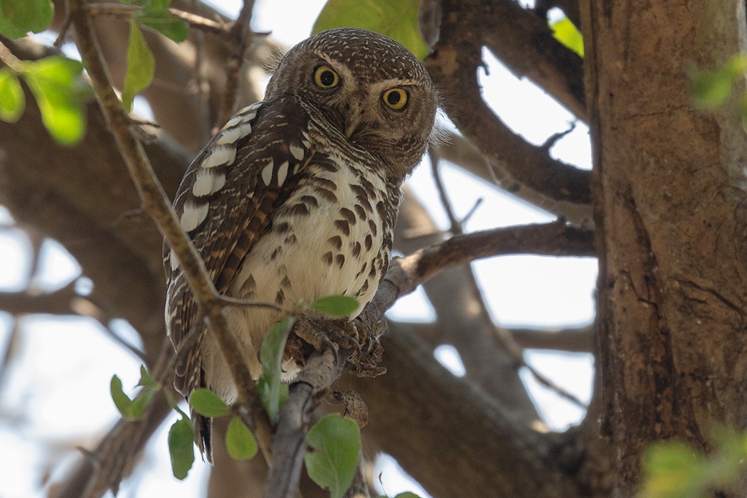 African Barred Owlet - Leon Marais