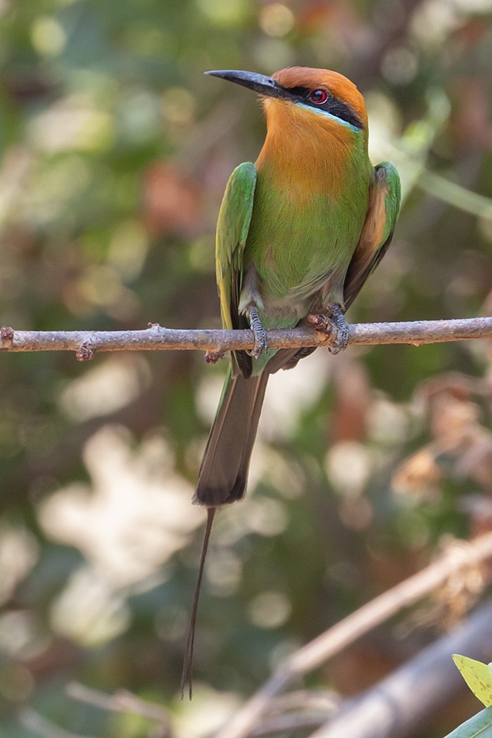 Böhm's Bee-eater - Leon Marais