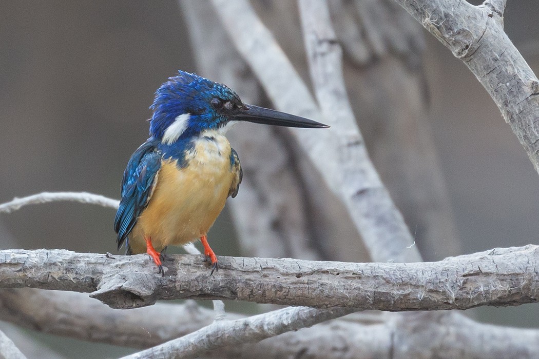 Half-collared Kingfisher - ML609344679