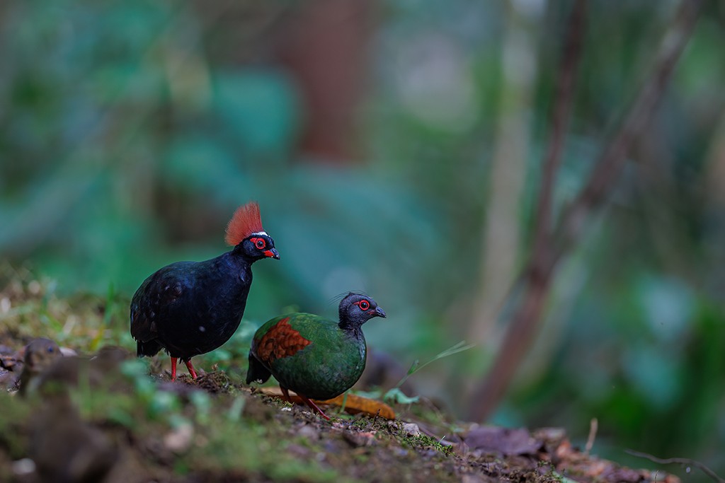 Crested Partridge - liewwk Nature