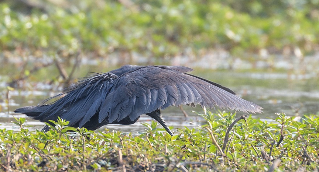 volavka černá - ML609344690