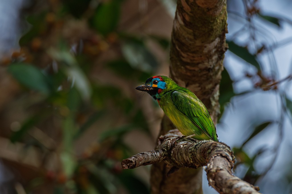 Borneo Kara Gerdanlı Barbeti - ML609344692