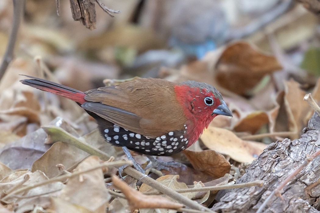 Red-throated Twinspot - ML609344771
