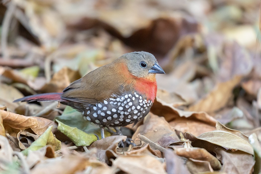 Red-throated Twinspot - ML609344772