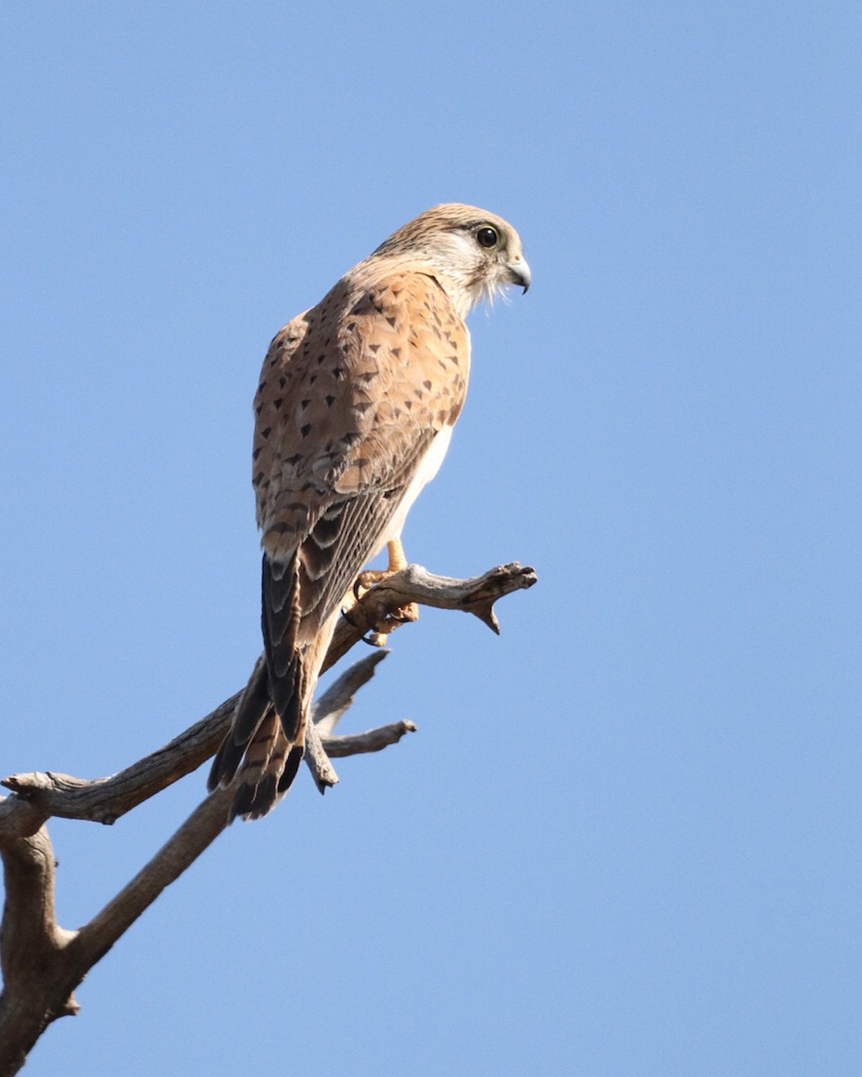 Nankeen Kestrel - ML609344792