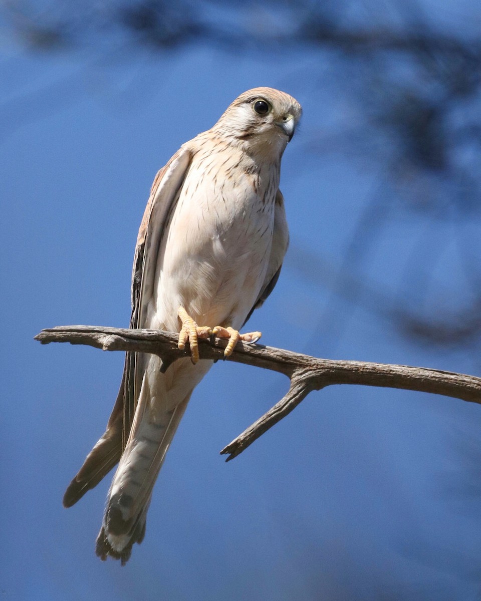 Nankeen Kestrel - ML609344793