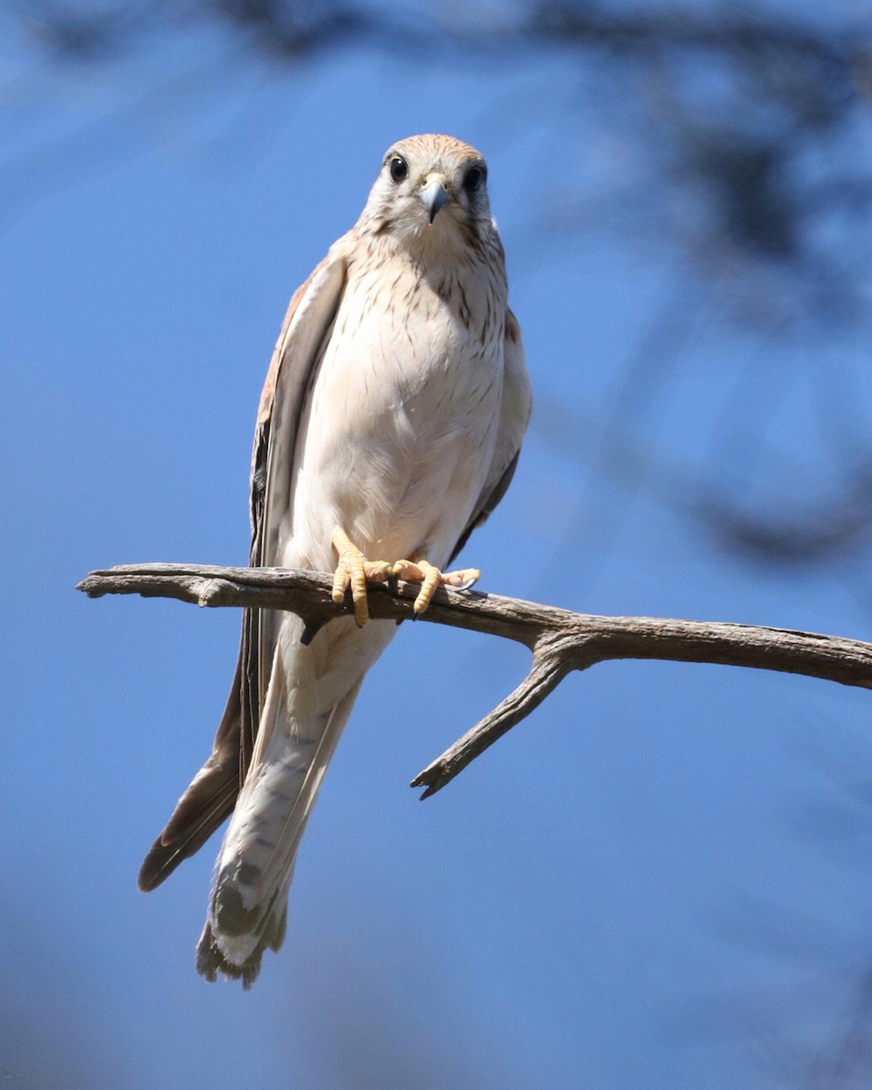 Nankeen Kestrel - ML609344794