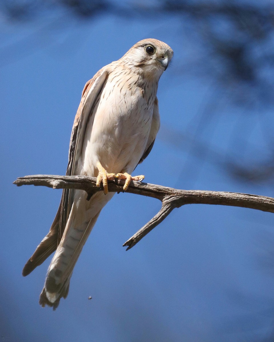 Nankeen Kestrel - ML609344795