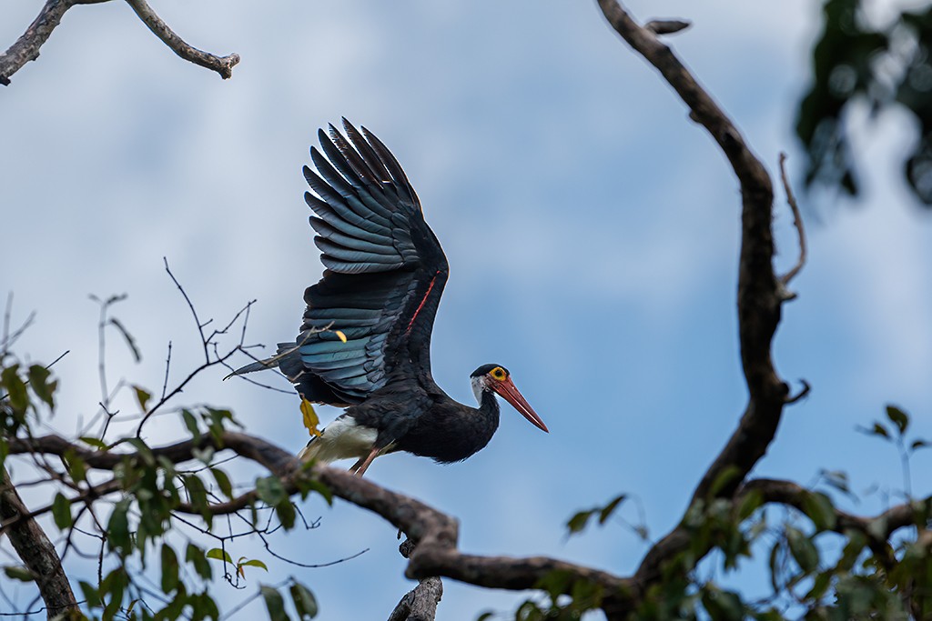 Storm's Stork - liewwk Nature