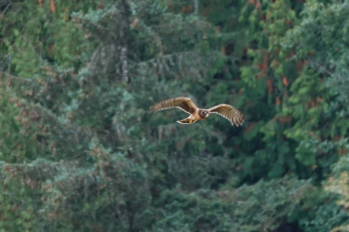 Northern Harrier - ML609344823