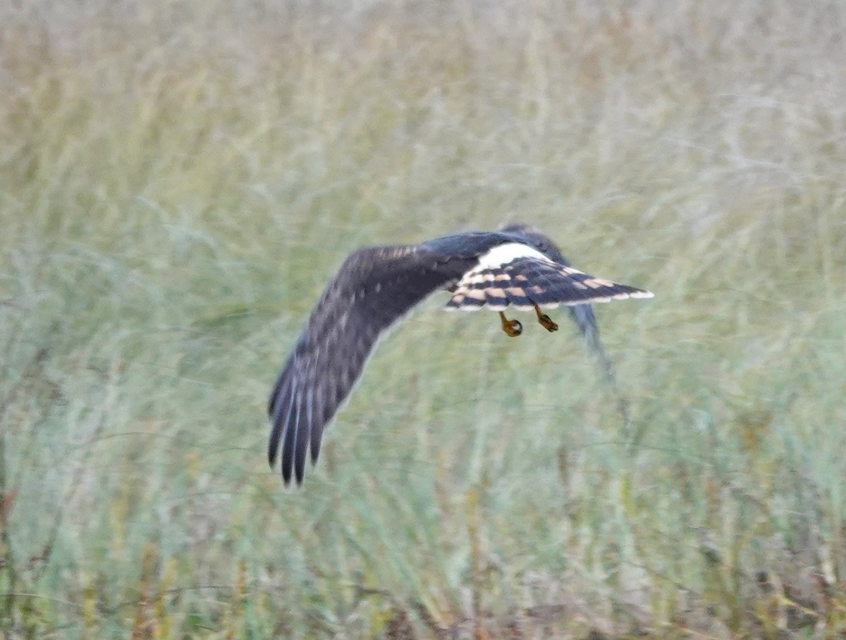 Northern Harrier - ML609344838