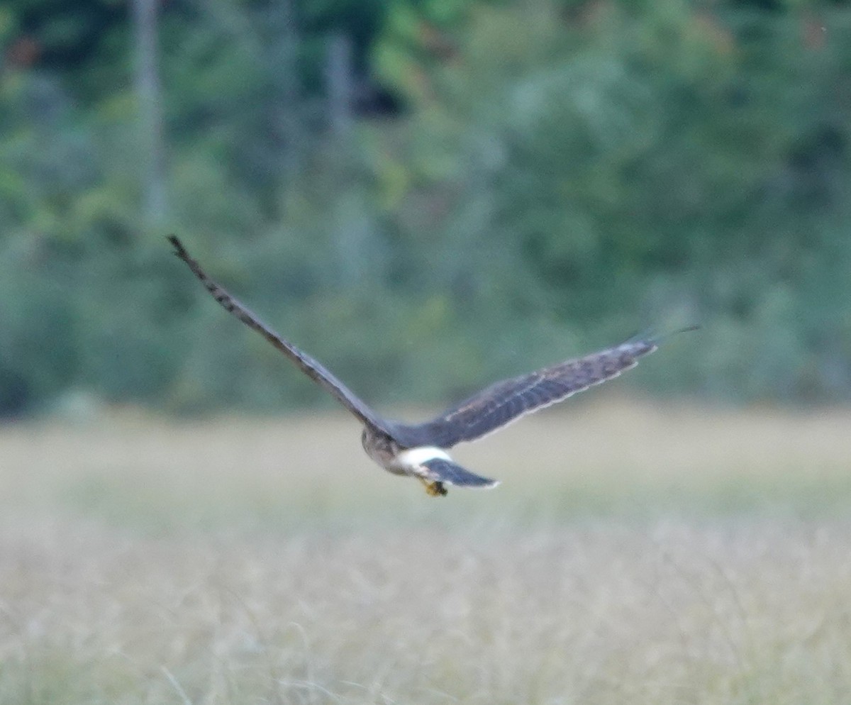 Northern Harrier - ML609344839