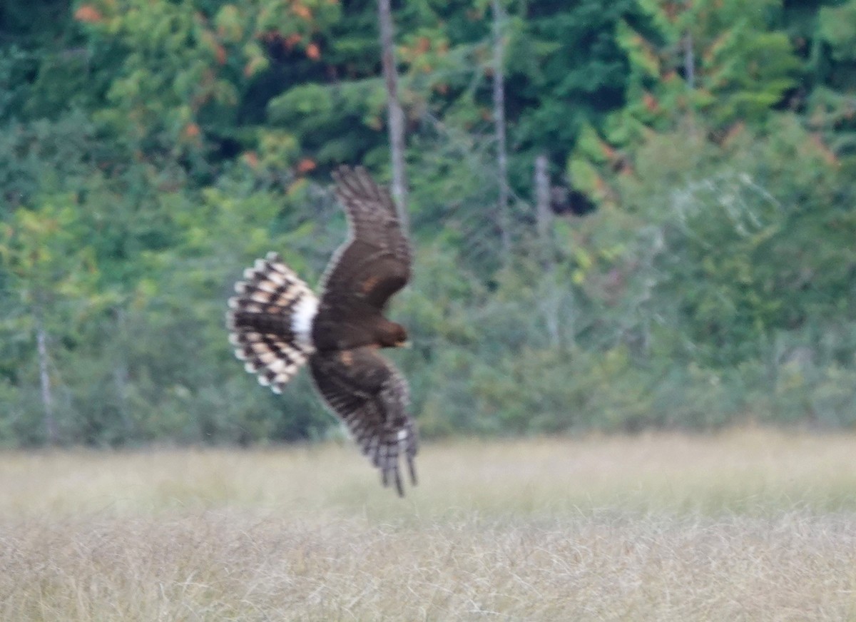 Northern Harrier - ML609344840