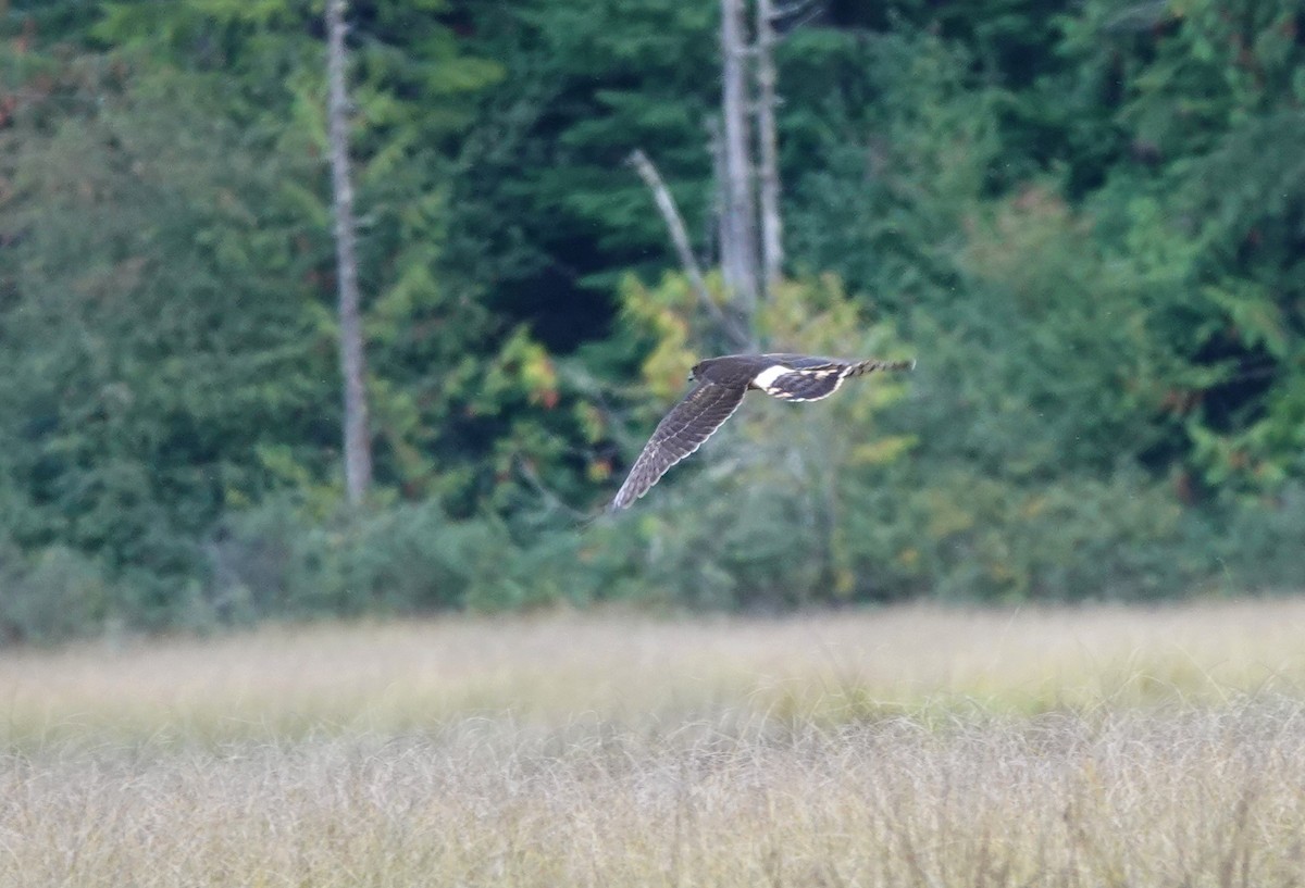 Northern Harrier - ML609344841