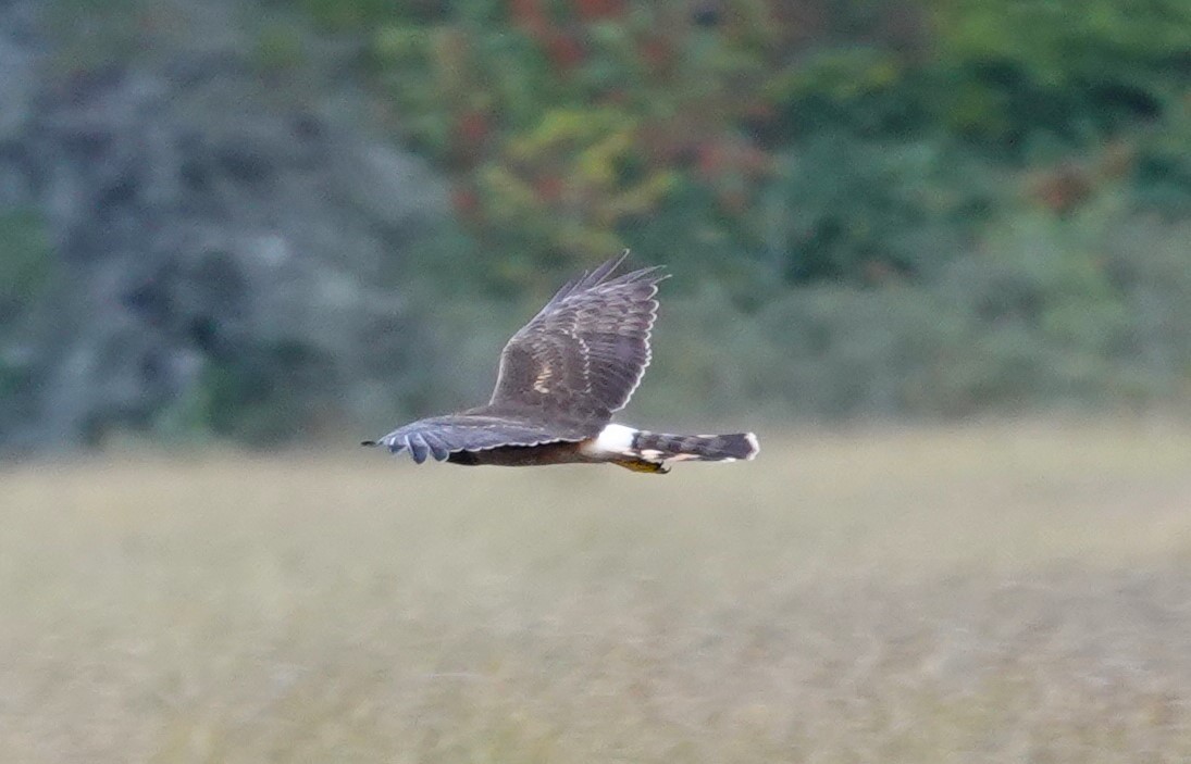 Northern Harrier - ML609344842