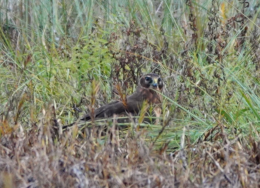 Northern Harrier - ML609344843