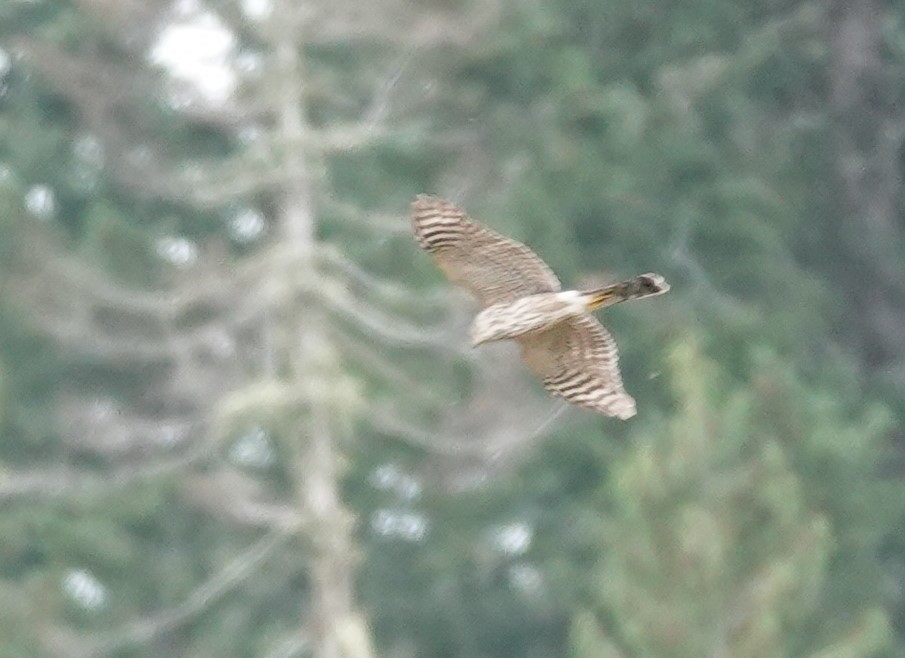 Sharp-shinned Hawk - ML609344864