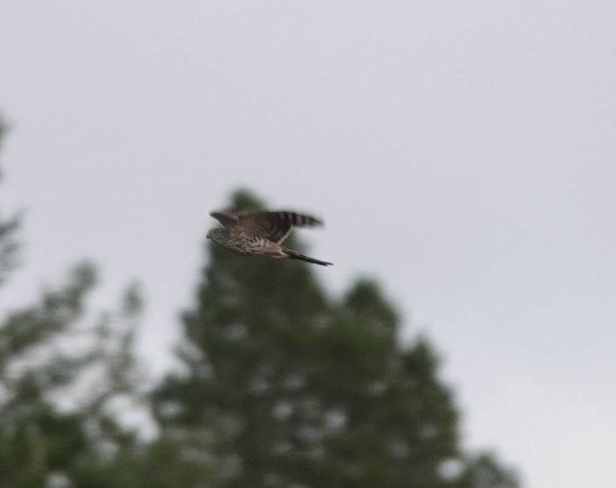 Sharp-shinned Hawk - ML609344866