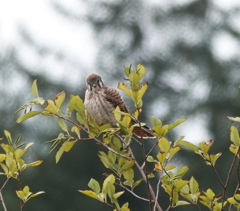 American Kestrel - ML609344868