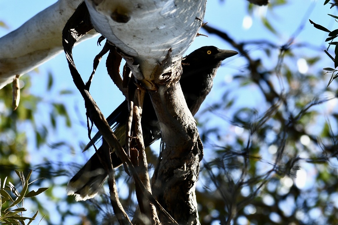 Gray Currawong - ML609344899