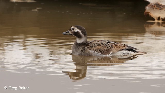 Long-tailed Duck - ML609344910
