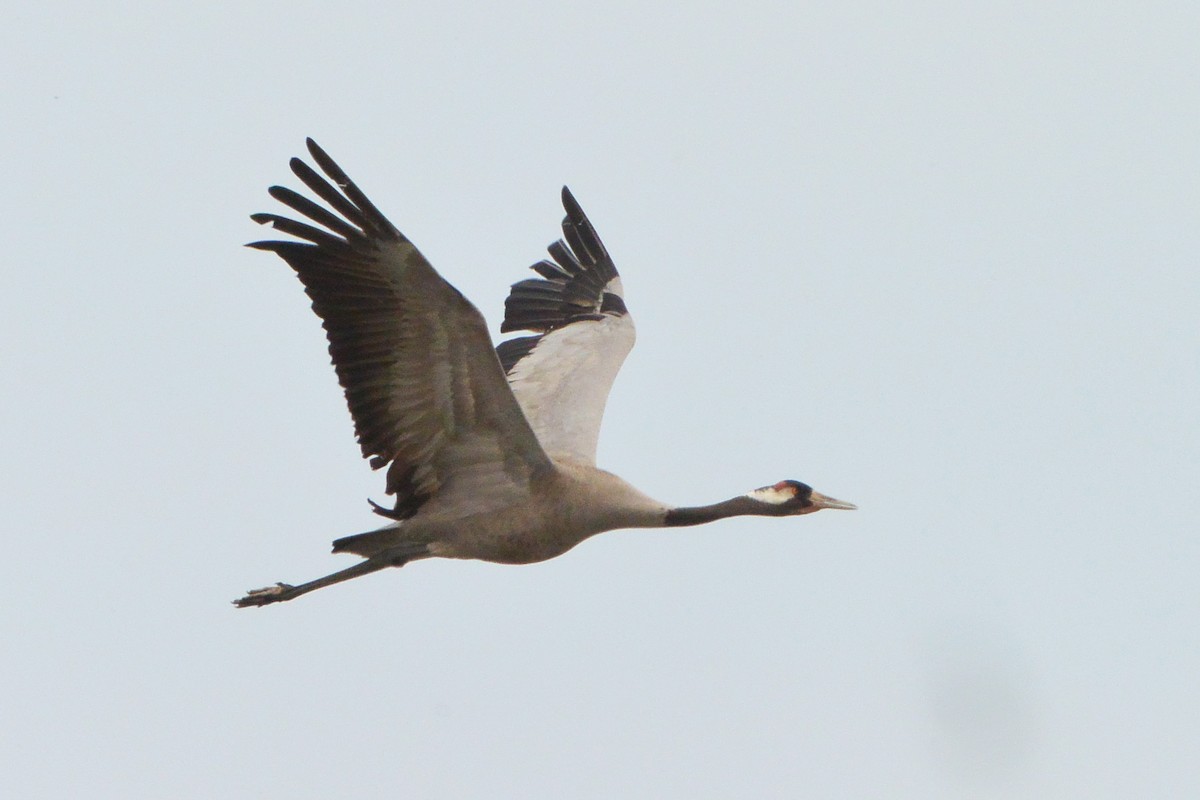 Common Crane - ML609344941